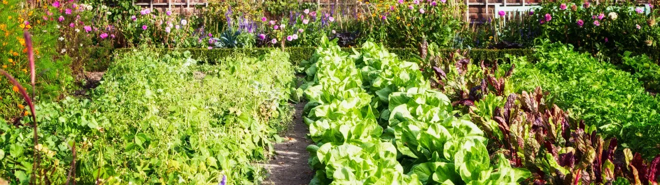 La Rinascita del Giardino Urbano: Coltivare la Sostenibilità in Città La Rinascita del Giardino Urbano: Coltivare la Sostenibilità in Città